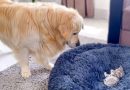 Golden Retriever Hilariously And Adorably Struggles With Kitten In His Bed