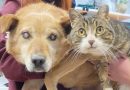 Blind dog surrendered to shelter with his ‘seeing eye’ cat