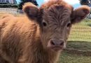 Baby cow is lonely on farm so mom brings home ‘first-ever friend’