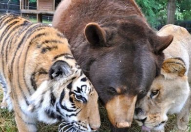 These Three Rescued Friends Haven’t Left Each Other’s Side for 15 Years!