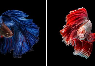 I Photographed Betta Fish In All Sorts Of Colors And Patterns