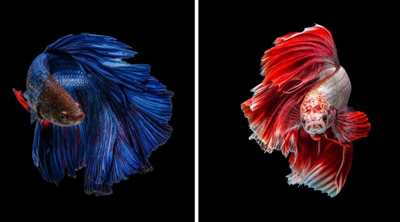 I Photographed Betta Fish In All Sorts Of Colors And Patterns